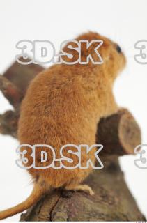 Hazel Dormouse - Muscardinus avellanarius 0022